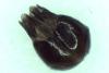 Chrysis inaequalis